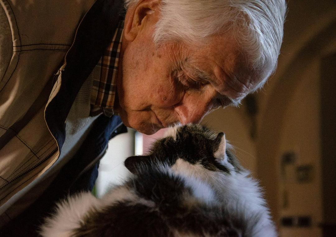 Saying Goodbye To Your Senior Cat | 8 Ways To Make Their Last Days Special