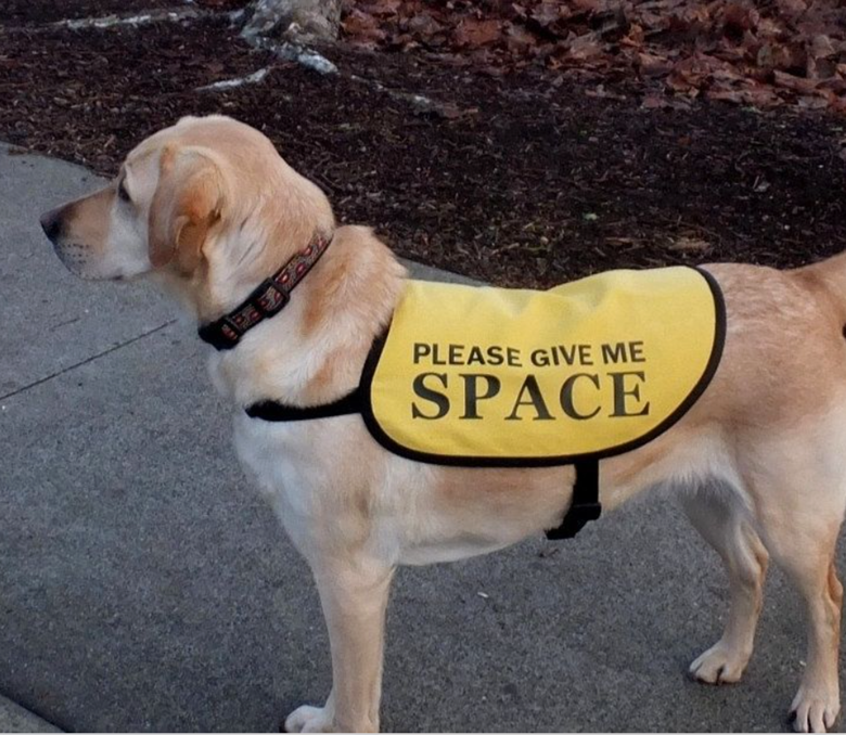 Dog losing online sight and hearing