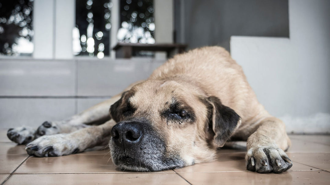 When Love Meets Uncertainty: Making Decisions for an Unwell Senior Pet