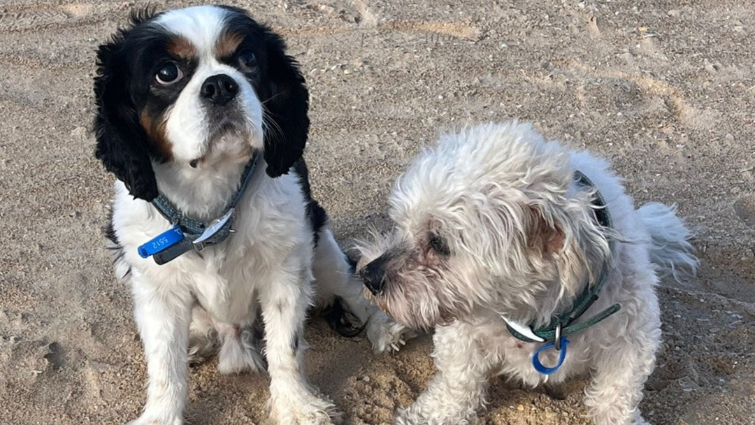 When One Goodbye Affects Them All: Supporting Your Other Pets Through Loss