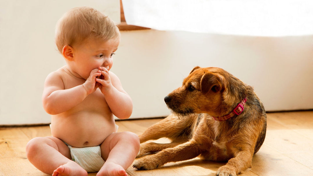 Preparing Your Pet for a New Baby: Helping Your Pet and Child Start Life Together Safely