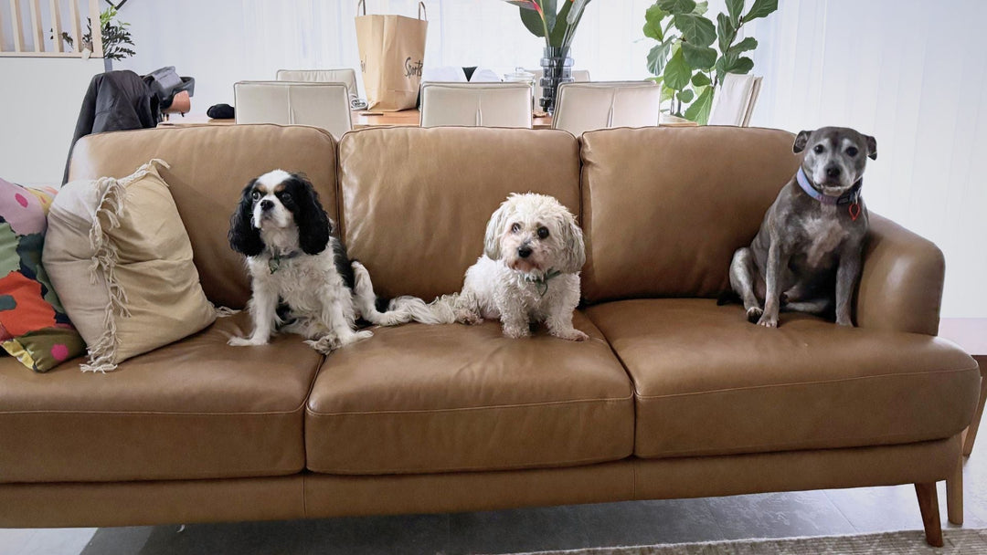 Loving a Dog through its final Chapter: An Interview with Dog Owner, Jordan.