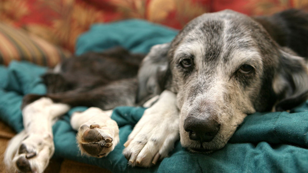 8 Things to Consider When Planning Your Pet’s End of Life