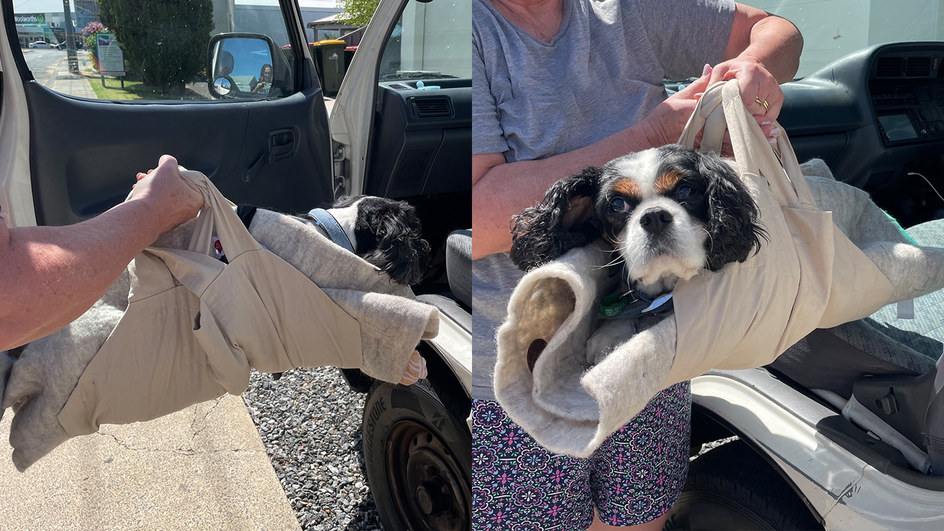 Mobility Aids for Senior Dogs Our Five Picks Sweet Goodbye for Pets