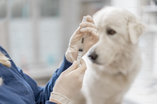 Senior Pet Vaccinations - Our Questions Answered