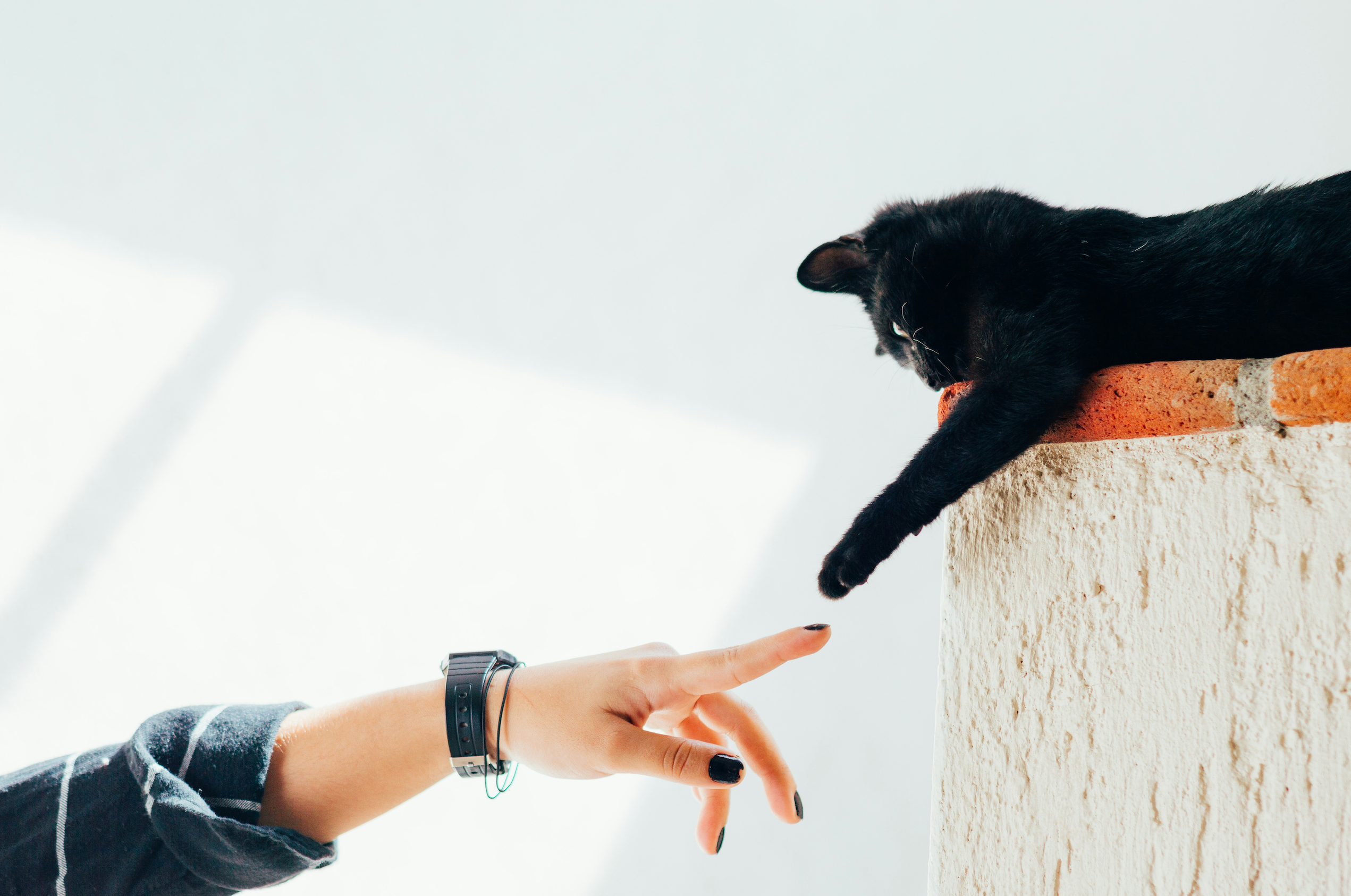 Image showcasing Anxiety in Senior Cats and What we can do about it – Sweet Goodbye for Pets