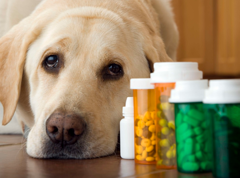 5 Supplements for Senior Dogs to Keep Them Healthy