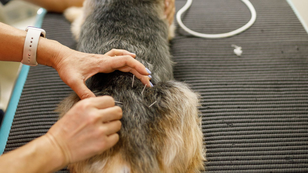 The Benefits of Acupuncture for Senior Pets