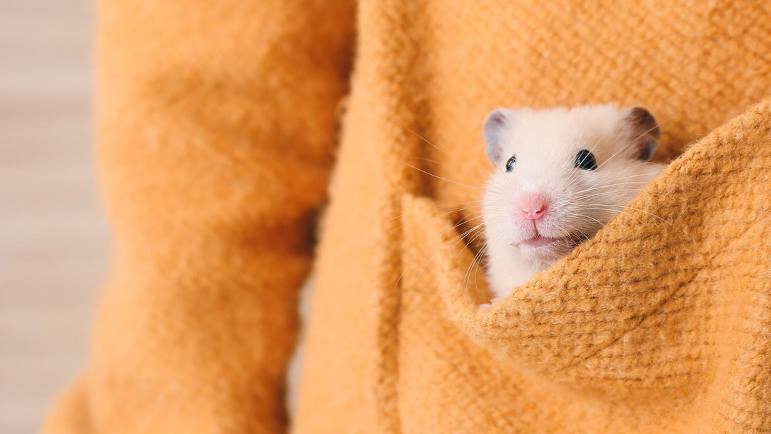 Tiny Friends, Big Needs: What to Consider When Caring for Pocket Pets