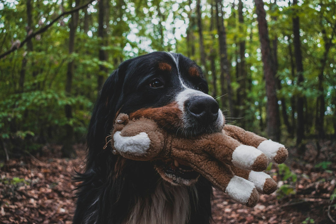 How to Cope With Anticipatory Grief While Caring for a Senior Pet