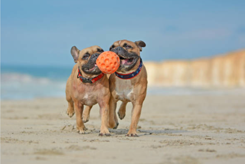 The Best Toys For Your Pets: What to Look For