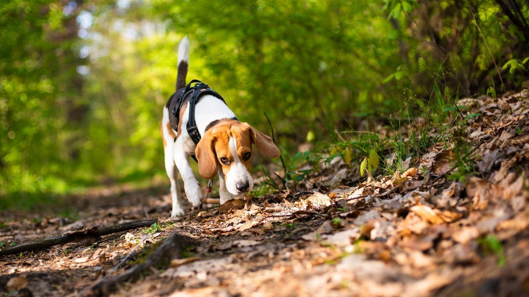 The Great Year-Round Sniffari: Slowing Down, Stepping Outside, and Seeing the World Through Your Pet’s Eyes