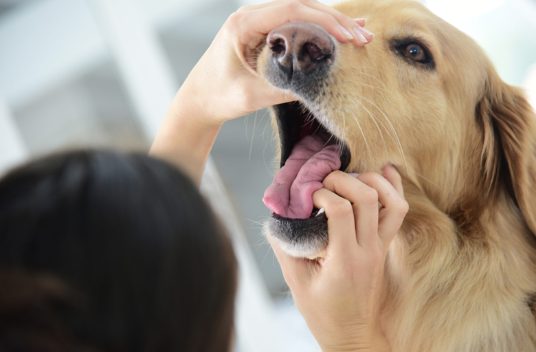 Dental Care for Senior Pets