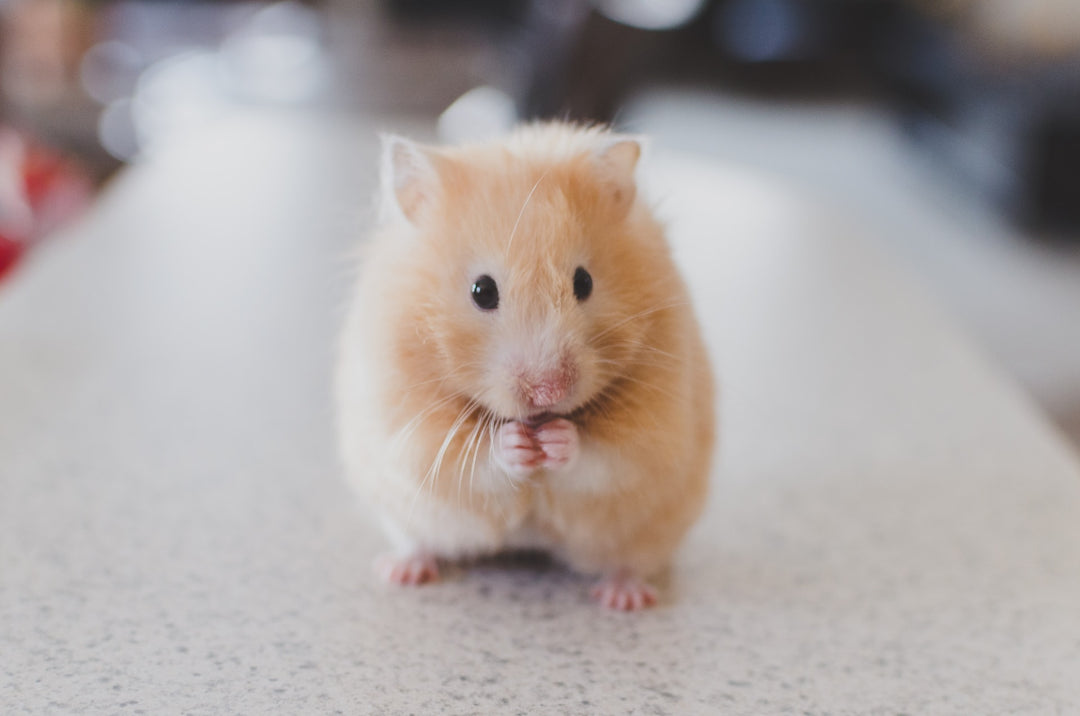What Not to Do When Caring for a Senior Hamster