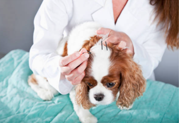 Alternative Therapies for Senior Pets: What's Available and How They Work