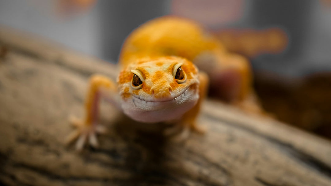 6 of The Best Reptiles To Own As A Pet