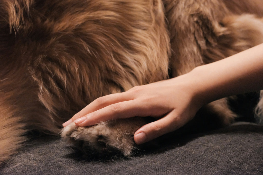 Planning for Goodbye: Understanding the Costs of Pet Euthanasia