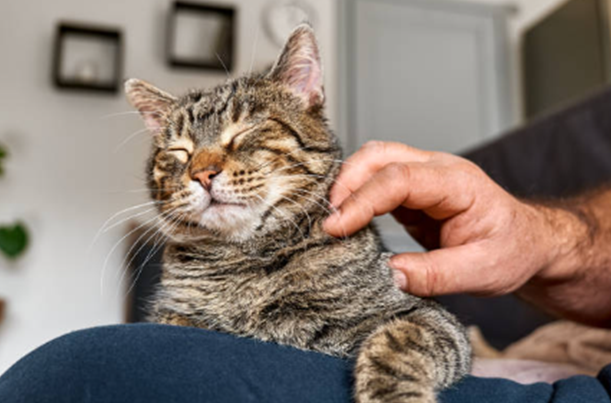 Senior Cat Supplements: What to Look For