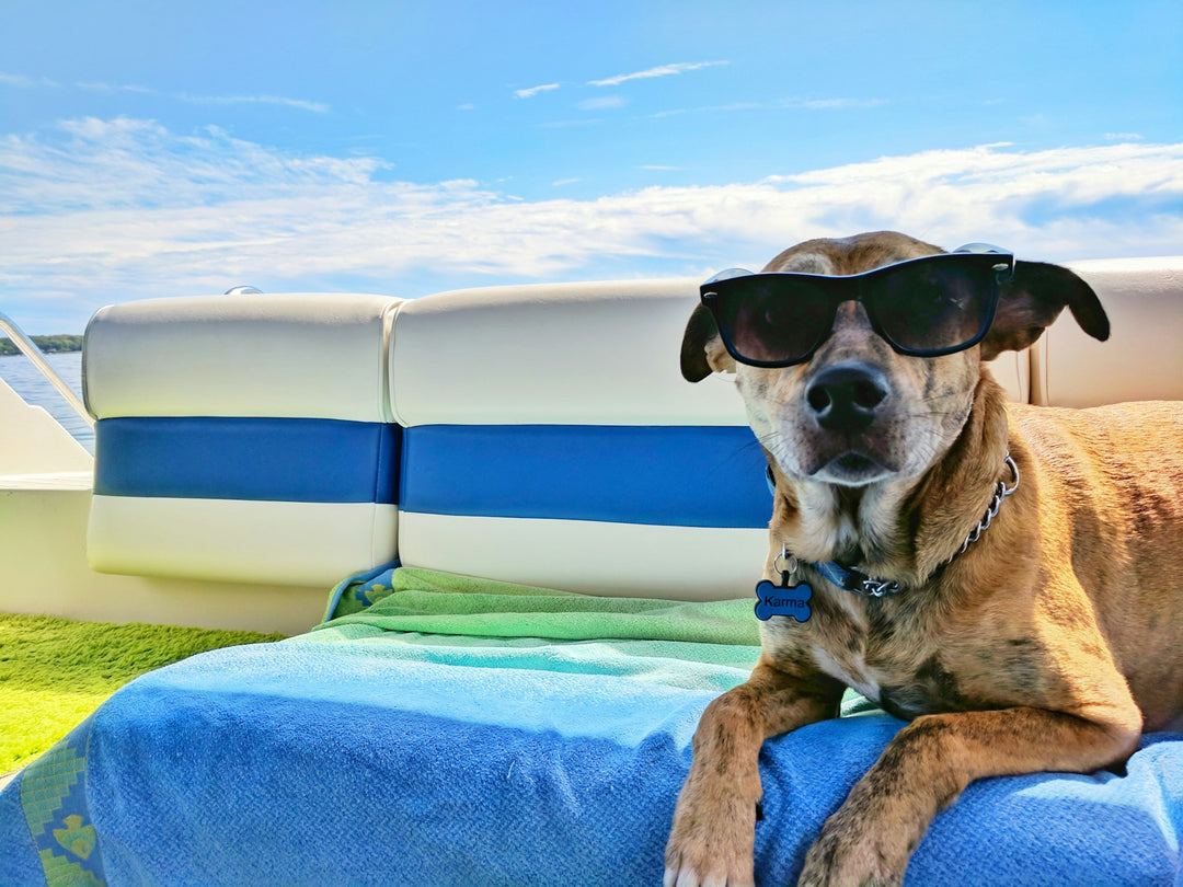 Flying or Driving – Travel tips for Senior Pets