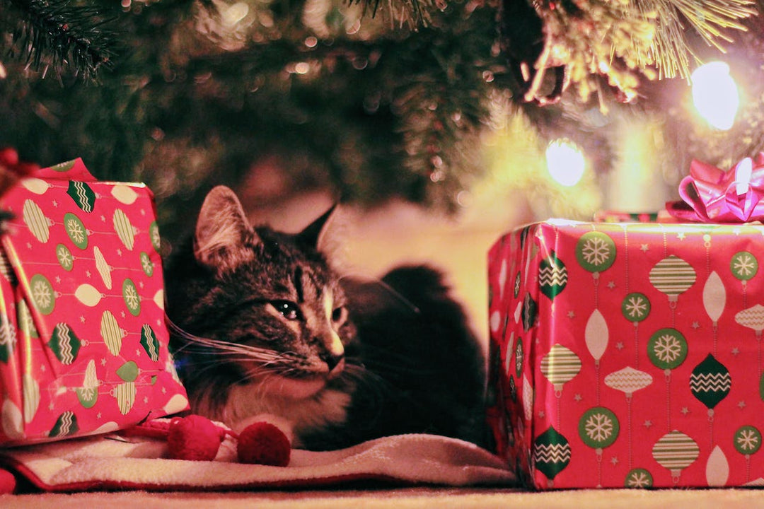 The Ultimate Gift Guide for Pets | Cats, Dogs & Pocket Pets