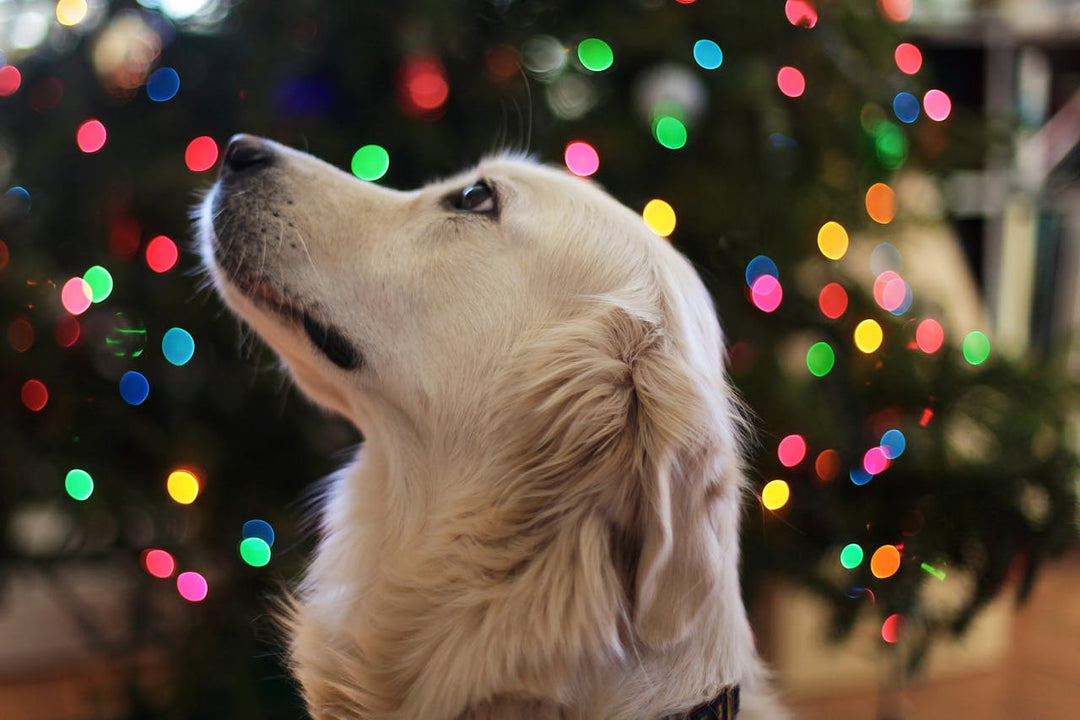 Festive Care Advice for Pet Owners