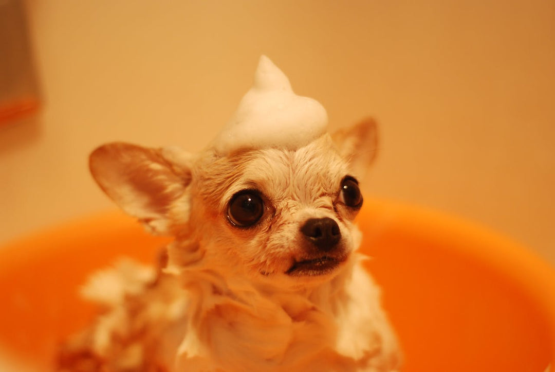 How to Make Bath Time Easier for Senior Pets