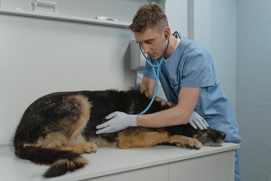 How to Prepare for Vet Visits with Your Senior Pet