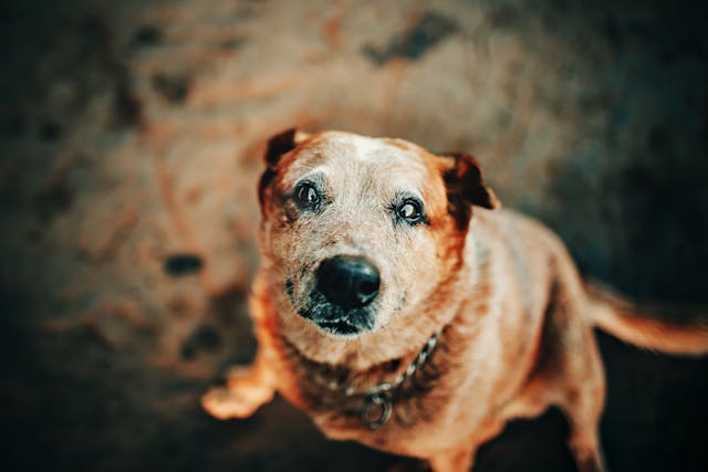 How to Identify and Treat Cognitive Decline in Senior Pets