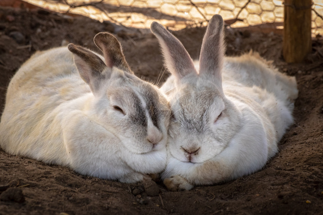 Caring for Your Senior Rabbit