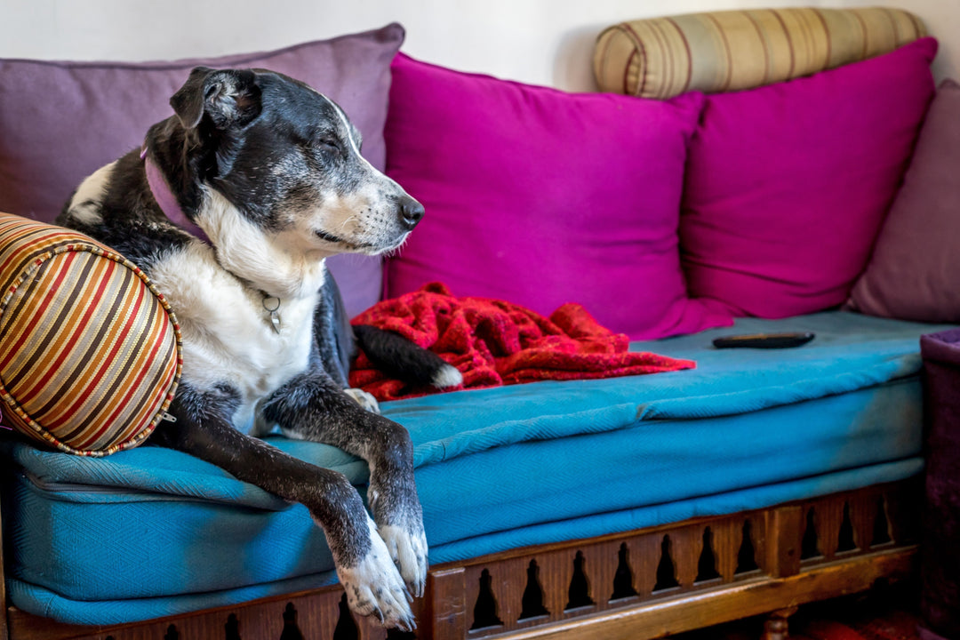 Planning Your Pet’s Farewell Bucket List