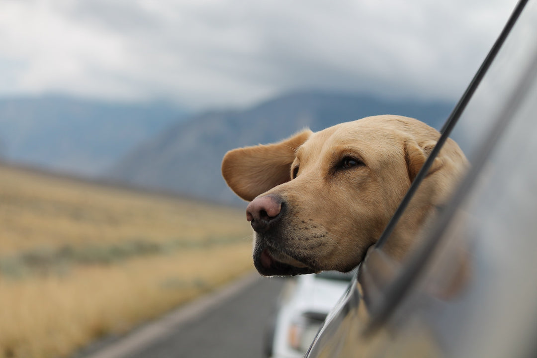 Travelling with Senior Pets: Tips for a Smooth Journey